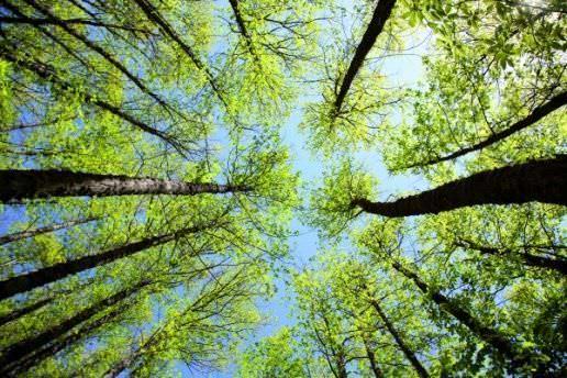 REE ha aprobado su Plan de Acción de Cambio Climático