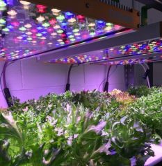 Osram ilumina el crecimiento sostenible de las plantas