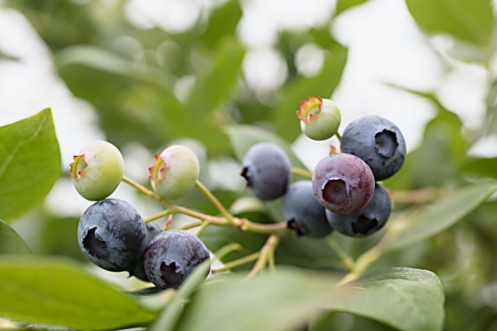 El uso del Simatic S7-1200 para combatir las heladas