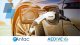 Anfac y Aedive colaborarán para impulsar la movilidad eléctrica