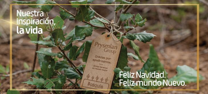 Prysmian Group apuesta por la sostenibilidad con la reforestación de sendos bosques en Barcelona y Tenerife