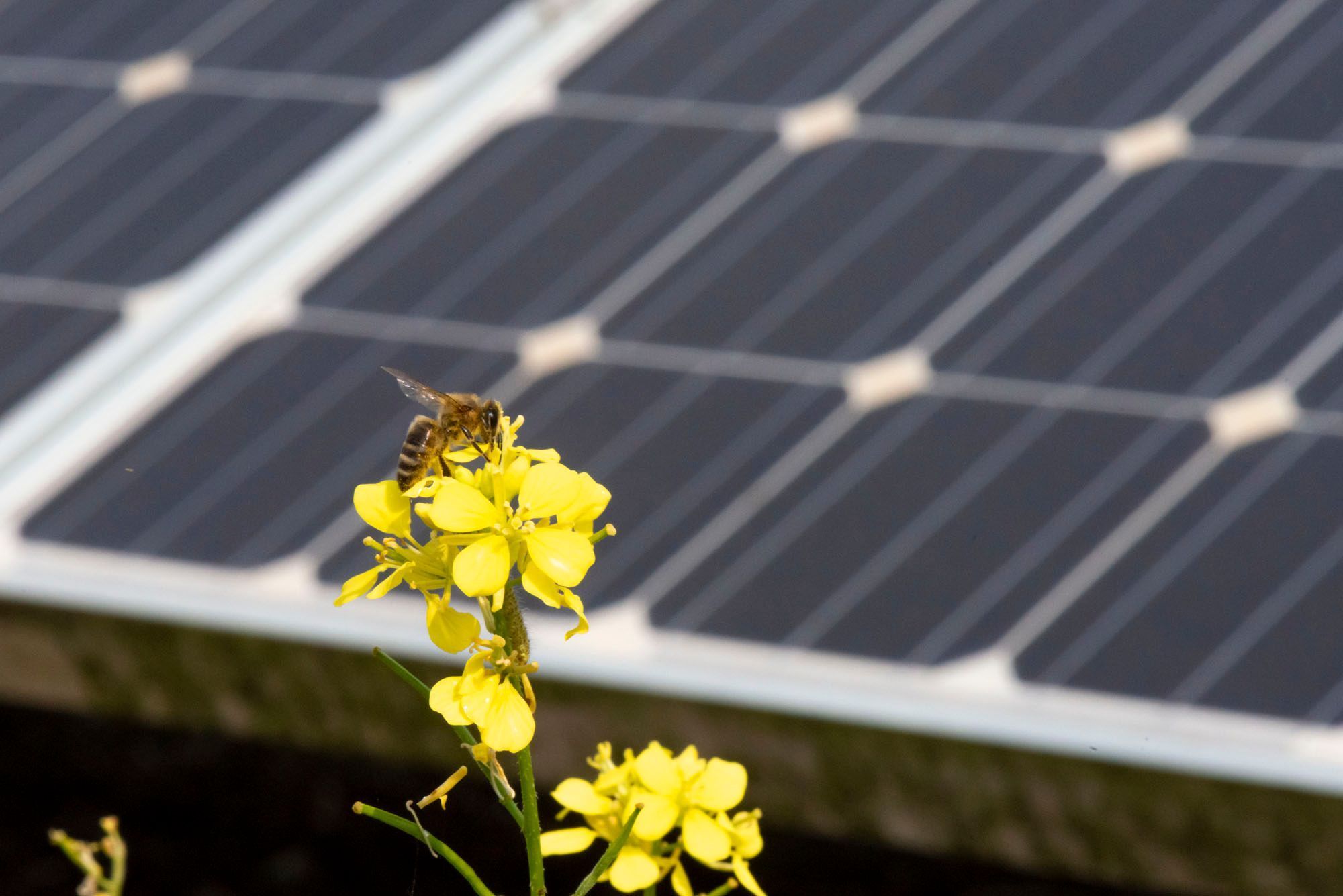 España supera los 8.300 MW de instalación renovable y bate el récord histórico