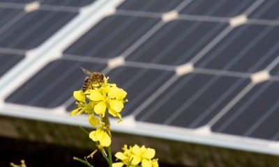 España supera los 8.300 MW de instalación renovable y bate el récord histórico