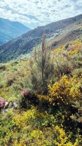 Fegime España y Schneider Electric plantan 1.000 árboles en Asturias para reforzar su compromiso con la sostenibilidad
