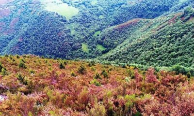 Fegime España y Schneider Electric plantan 1.000 árboles en Asturias para reforzar su compromiso con la sostenibilidad