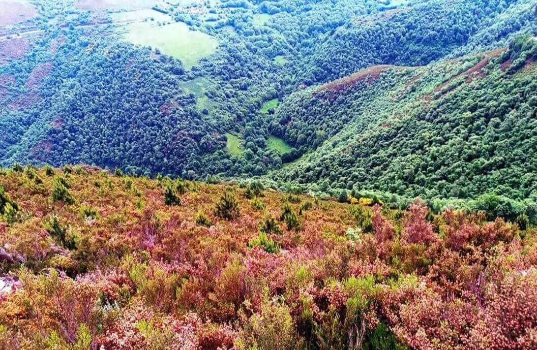 Fegime España y Schneider Electric plantan 1.000 árboles en Asturias para reforzar su compromiso con la sostenibilidad