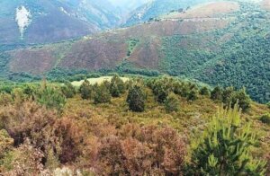 Fegime España y Schneider Electric plantan 1.000 árboles en Asturias para reforzar su compromiso con la sostenibilidad